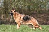 BERGER ALLEMAND 1249